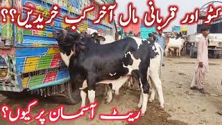 Kato And Qurbani 2025 Cattle Purchasing From Multan And Ludden Cow Mandi  Global Village Farming [upl. by Faustus]