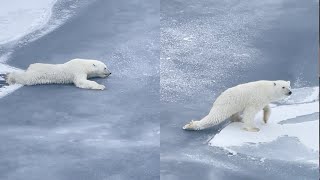 Lours polaire intelligent est un peu trop prudent en se déplaçant sur la glace mince [upl. by Key]