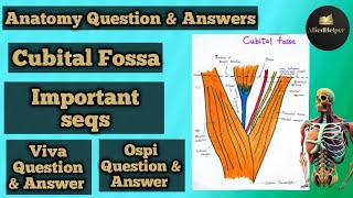 cubital fossaUperlimb important questions AlliedHelper [upl. by Nywrad736]