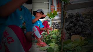 Budidaya Perbanyak Bahan Bonsai Waru Shorts bonsaigembong [upl. by Izzy]