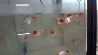 Goldfish Pet Care  Goldfish Species  Red Cap Oranda  Red Cap Goldfish Urduhindi [upl. by Kwapong755]