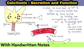 Calcitonin  Secretion and Function [upl. by Doownel957]