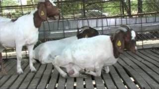 Nimbkar Boer Goat Farm 4  HusbandryCaring [upl. by Geoffry]