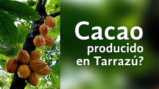 Cosecha de cacao en Costa Rica ¡Descubre el secreto [upl. by Crispen]