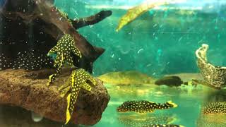 Gold Nugget Plecos For Sale [upl. by Denten]