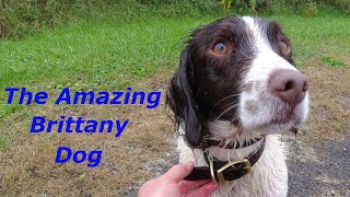 Do Brittany Spaniels Hunt Watch Mr Birddog on a Pheasant Hunt in Pennsylvania [upl. by Kanya]