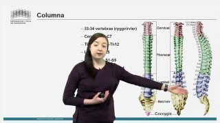 Skjelett Columna [upl. by Demah]