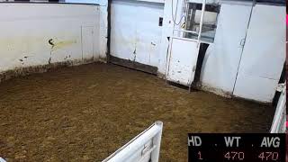 Ste Rose Auction Mart Live Stream [upl. by Adnovaj709]