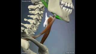 Elevation and Depression of The Hyoid Bone [upl. by Aitnyc]