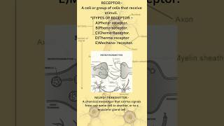 brain signalling l spinal cord l reflex arc l receptors [upl. by Alyssa995]