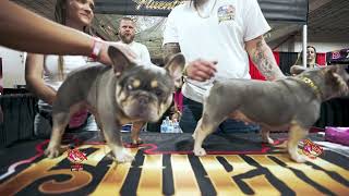 How To Breed French Bulldog Tutorial [upl. by Claudie]