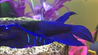 Introducing Trinity  Blue Veiltail Female Betta [upl. by Gill]