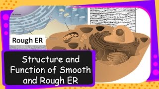 Science – Structure and Functions of Endoplasmic Reticulum – English [upl. by Hardunn]