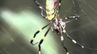 Joro Spider Nephila clavata feeding [upl. by Racklin]