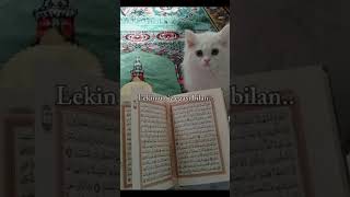 Taborak surasi jannatga olib kiradi quran motivatsiya rek surahmulk surah islamicvideo [upl. by Ernaldus854]