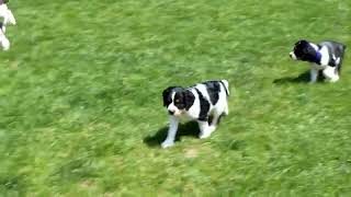 English Springer Spaniel Puppies For Sale [upl. by Doro526]