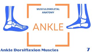 Dorsiflexor Muscles  Ankle Joint [upl. by Nirehtac]