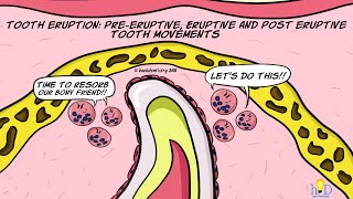 How does the tooth erupt  THEORIES [upl. by Gadmon159]