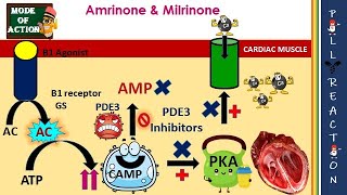 Pharmacology 1 Chp 38 Cardiotonic drugsDigoxin [upl. by Monty]