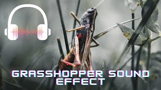 Grasshopper sound effect  Grasshopper sounds  What sounds does a grasshopper make [upl. by Firestone]