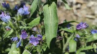 Lisičina Echium Vulgare [upl. by Margreta]