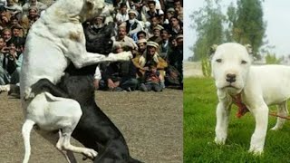 Fighter bully dog pets in pakistan [upl. by Alyahs]