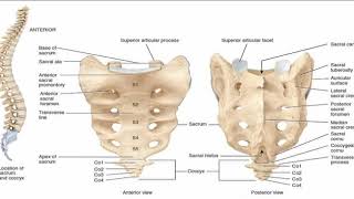 Two Minutes of Anatomy Sacrum [upl. by Adlai]