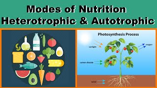 Modes of Nutrition  Heterotrophic amp Autotrophic  Biology  Science  Letstute [upl. by Jewell]