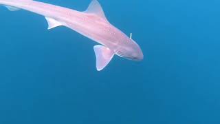 Hook Line and Sinclair Ep3 Port Fairy Victoria offshore gummy shark fishing [upl. by Orapma]