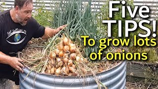 5 Tips How to Grow a Ton of Onions in One Container or Garden Bed [upl. by Blatman]