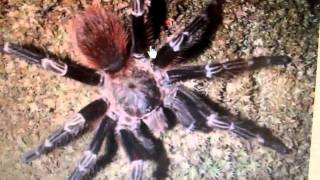 Tarantula Mythbuster Video 22 Detailed Vid on the Nhandu Species [upl. by Vera]