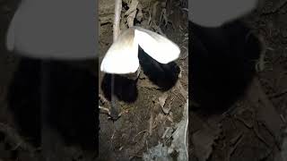 Volvariella volvacea mushroom fungi ediblemushroom [upl. by Kcorb]