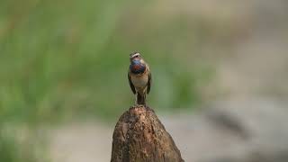 蓝喉歌鸲 Bluethroat [upl. by Gnet]