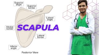 Scapula  Upper Limb  Human Anatomy [upl. by Aicelav299]