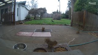 Crow briefly visits our yard then bounces out while the Squirrels are chill OWL 2423 [upl. by Bradan]