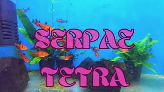 quotIndian Serpae Tetra Colors in the Aquariumquot 🌈🐟 [upl. by Kane]