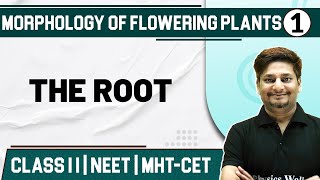 MORPHOLOGY OF FLOWERING PLANTS 01  The Root  Botany  Class11thMHTCETNEET [upl. by Kecaj]