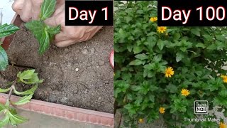 Wedelia Propagation by Cuttings to Heavy flowering १०० दिन का जादू कैसे करें [upl. by Mcmaster]