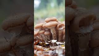 Little Facts Science Facts Short  Armillaria ostoyae [upl. by Kip868]