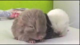 Cute Baby Chinchilla Noises Baby animals cute videos Baby animals playing together [upl. by Acirederf949]