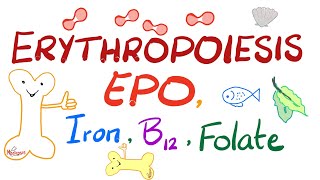 Erythropoiesis EPO Iron Vitamin B12 and Folate  Physiology Series [upl. by Eromle]