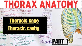 THORAX ANATOMY  1  Thoracic cage  Thoracic Cavity  Suyash shukla [upl. by Dlorah988]