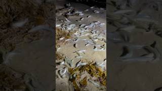 Incredible grunion run [upl. by Newkirk]