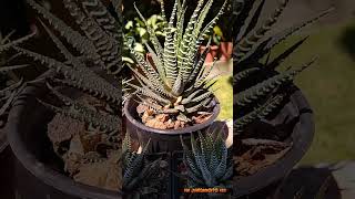 Haworthiopsis attenuata  Haworthia attenuata  Planta cebra [upl. by Skyler]