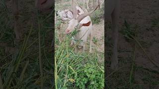 You will not find more beautiful goats than these goats in Thar goatlings [upl. by Adnerad]