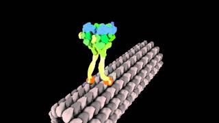 Molecular Motor Struts Like Drunken Sailor [upl. by Gerg]