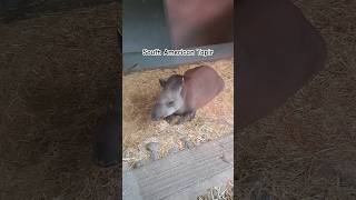 South American Tapir shorts youtubeshorts dublinzoo animalsanimal animallover tapir bushcow [upl. by Pelaga850]