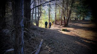 A Naseby NZ Winter Forest Walk July 2024 [upl. by Veradis]