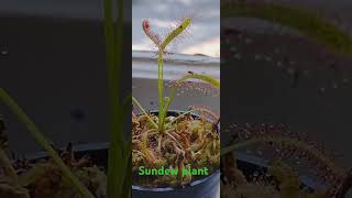 Sundew plant catching a fruit fly [upl. by Yrahca]