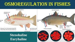 Osmoregulation in Pisces  Euryhaline and Stenohaline  Osmoregulator  Osmoconfermers  Euryhaline [upl. by Gildus940]